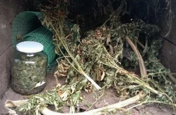 {Policjanci i celnicy wykryli plantację marihuany we wsi niedaleko Nidzicy.}